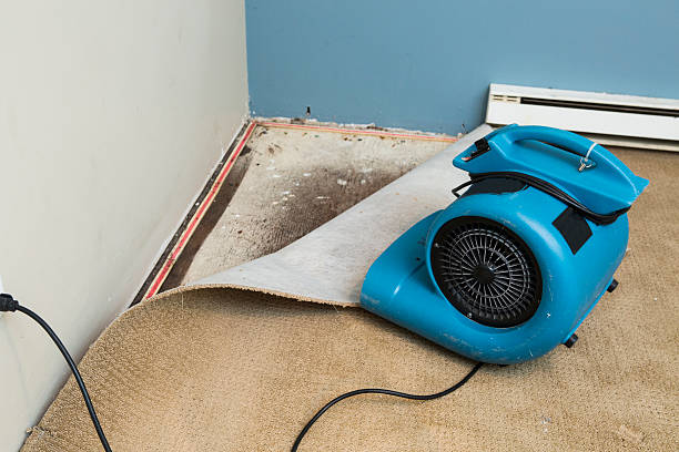 Best Flood damage cleanup  in Harrisville, WV